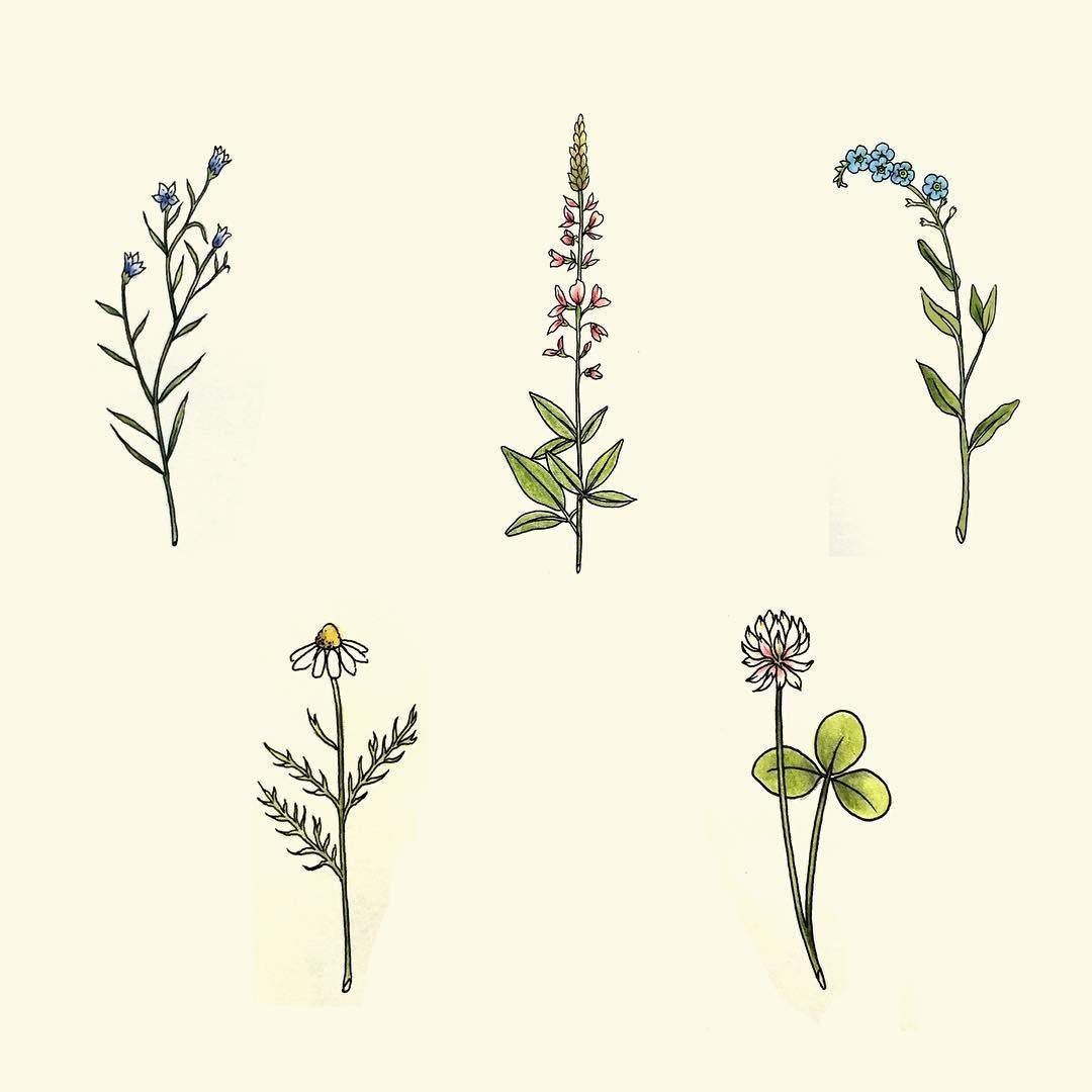 Луговые травы рисунок