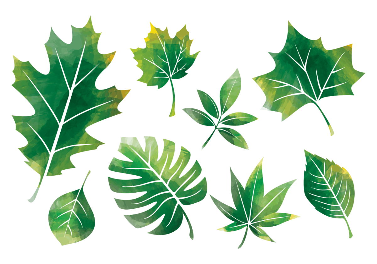 Звук листьев для детей. Листья различных деревьев. Разные листья. Рисунки листьев. Разные листочки.