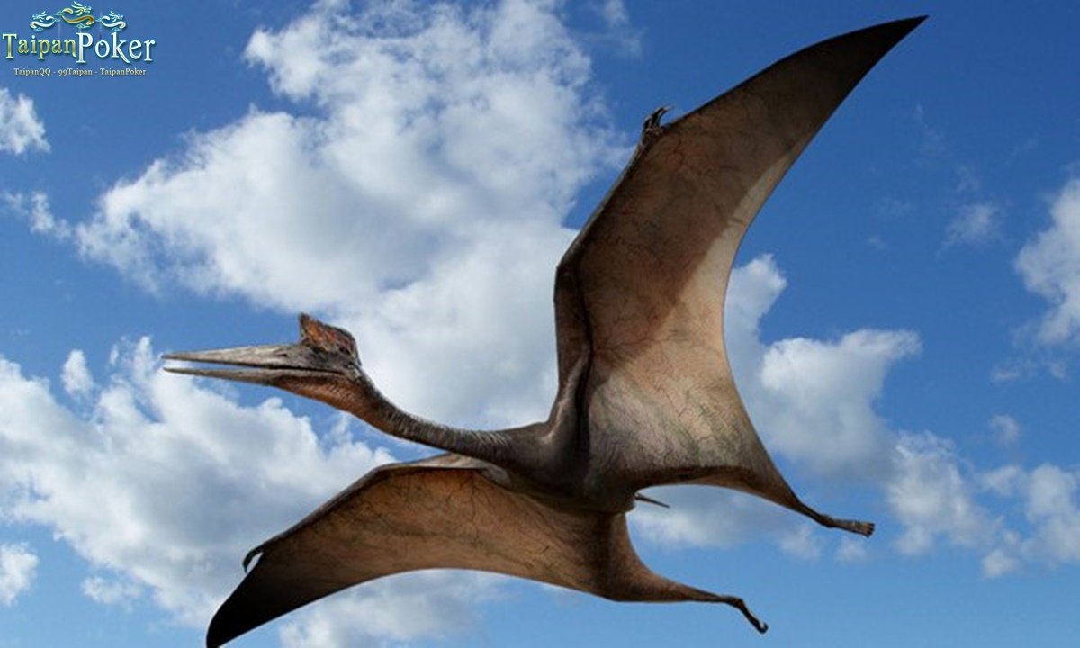 Птерадон. Птеродактиль динозавр. Динозавры летающие птеродактиль. Динозавры летающие Птеранодон. Птерозавры Триасового периода.