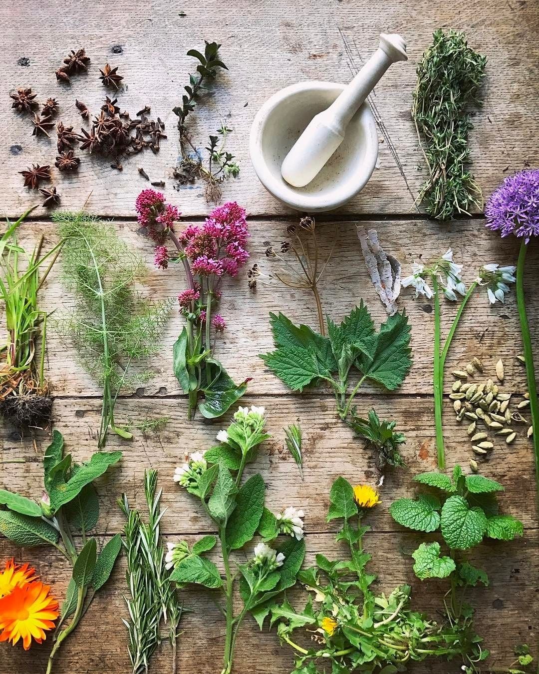 Лечебные травы