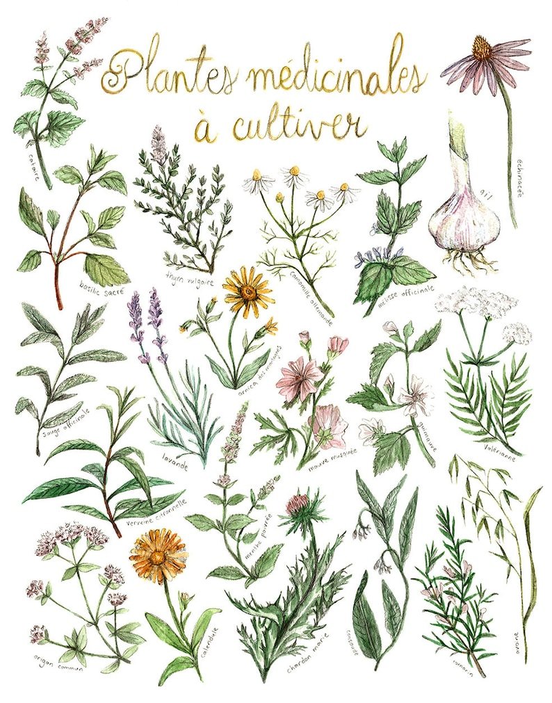 Лекарственные растения постеры