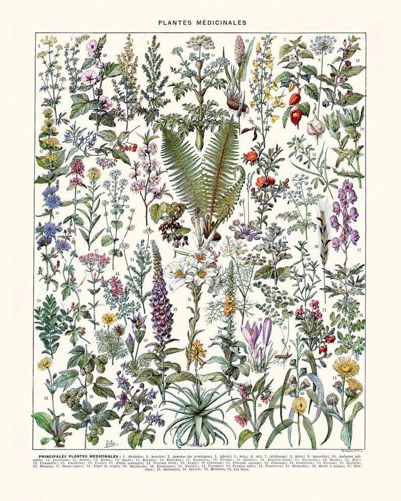 Адольф Миллот - Ботанические иллюстрации