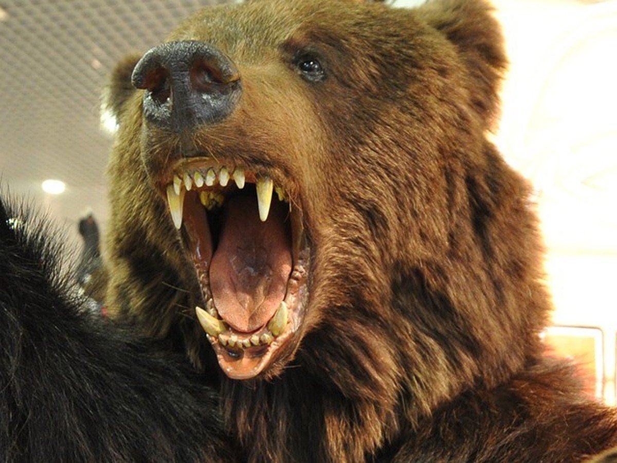 Агрессивный Медведь