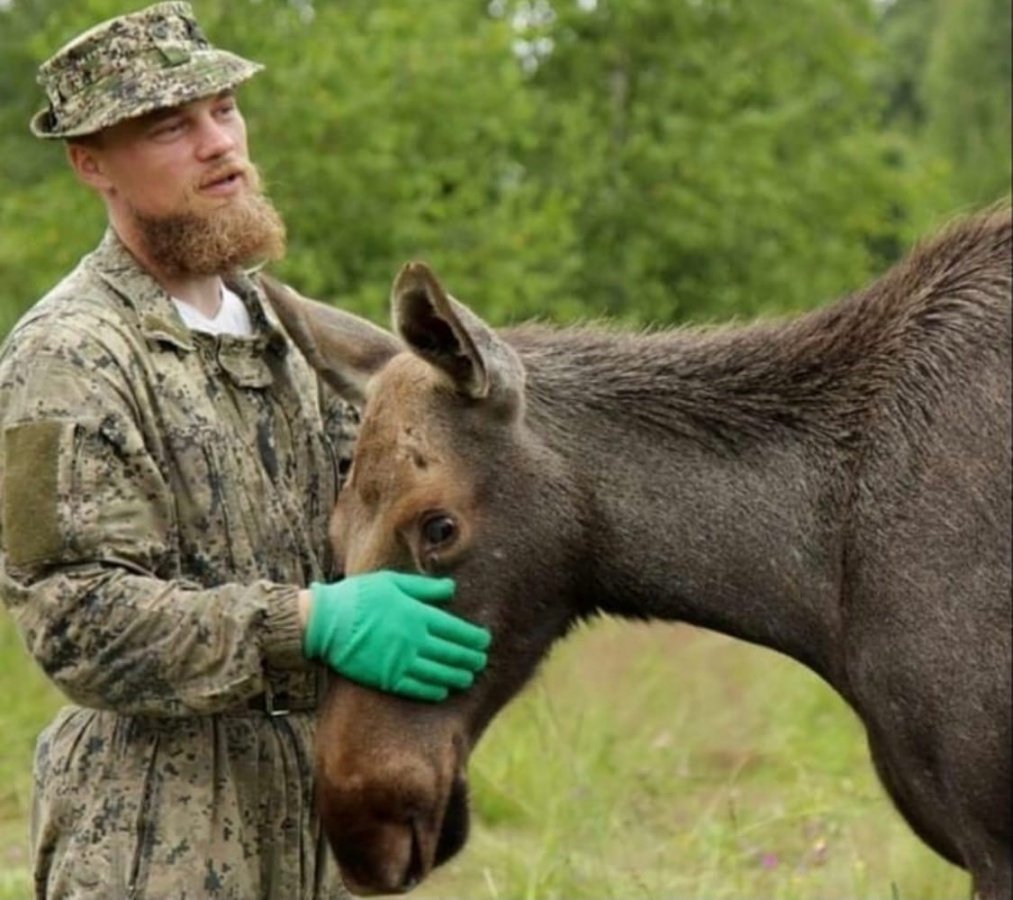 Помощь животным