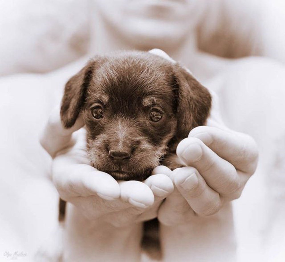 День защиты животных