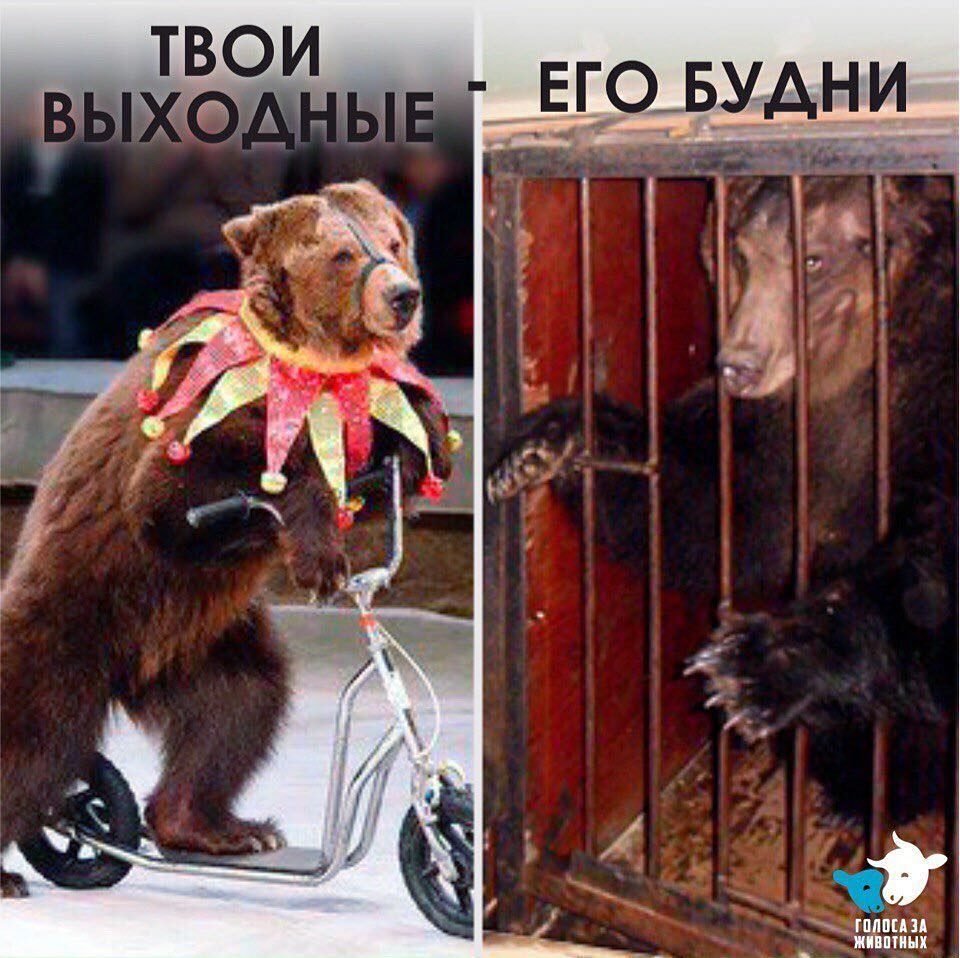 День защиты животных