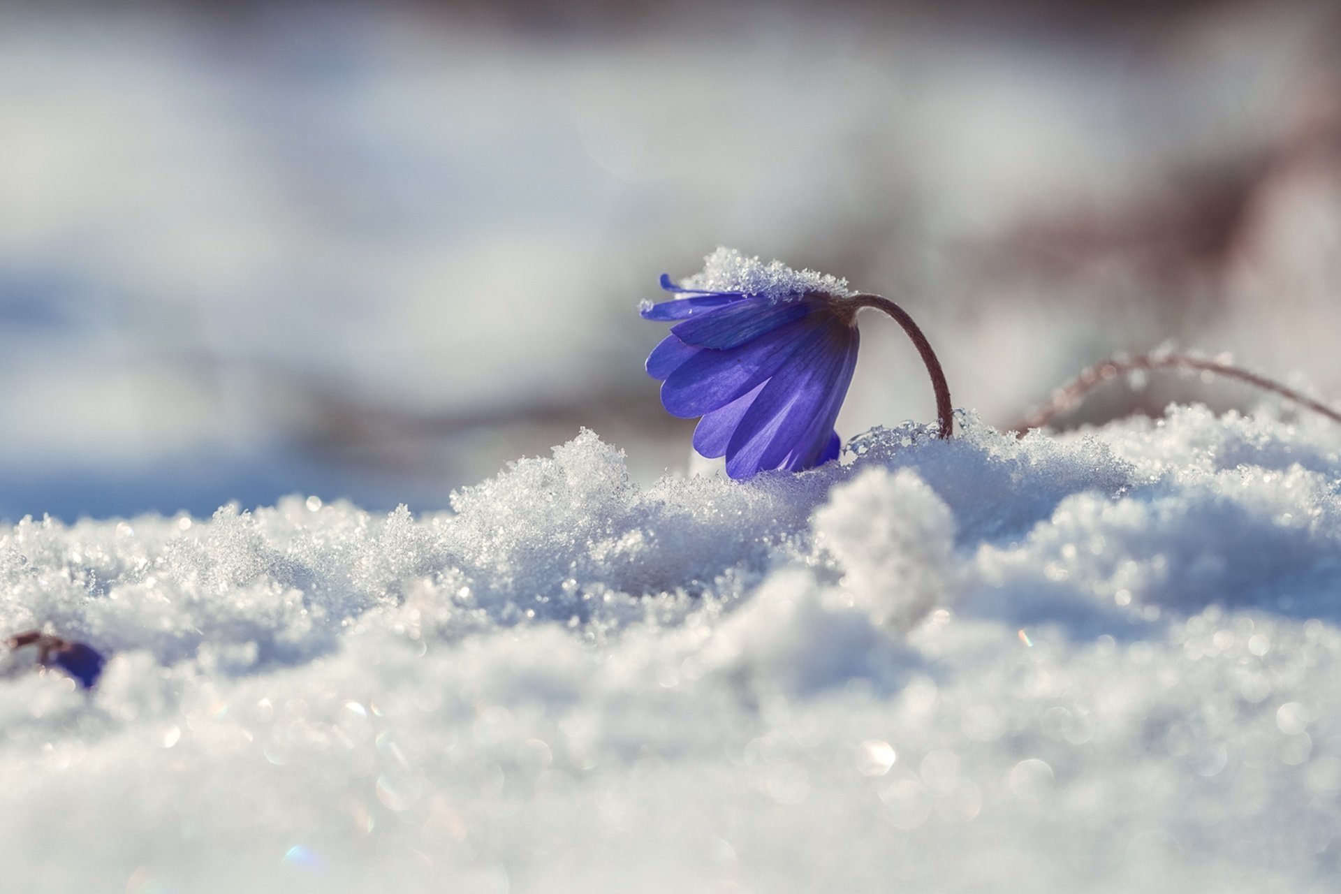 Весенний снежок. Зимние цветы. Цветы в снегу. Цветы зимой.