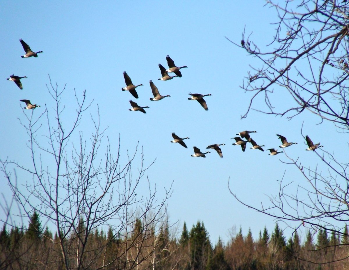 Прилетели пернатые. Возвращение перелётных птиц в родные края весной. Перелетные птицы прилетают весной. Ранней весной перелётные птицы возвращаются в родные края ..