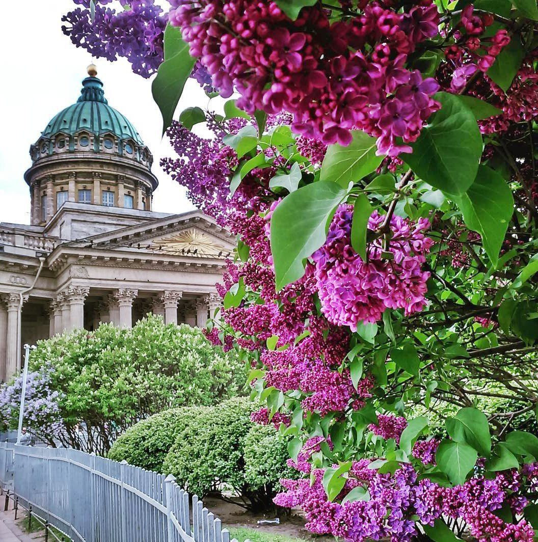 Исаакиевский собор Санкт-Петербург в сирени