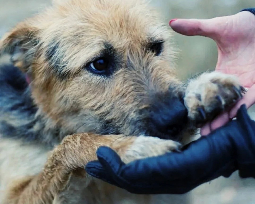 Бездомная собака мультяшная