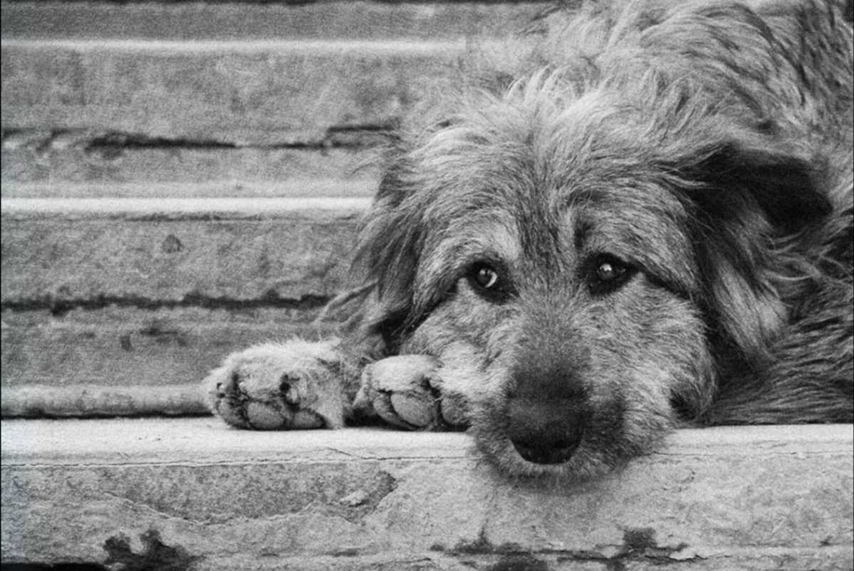 Бродячие животные