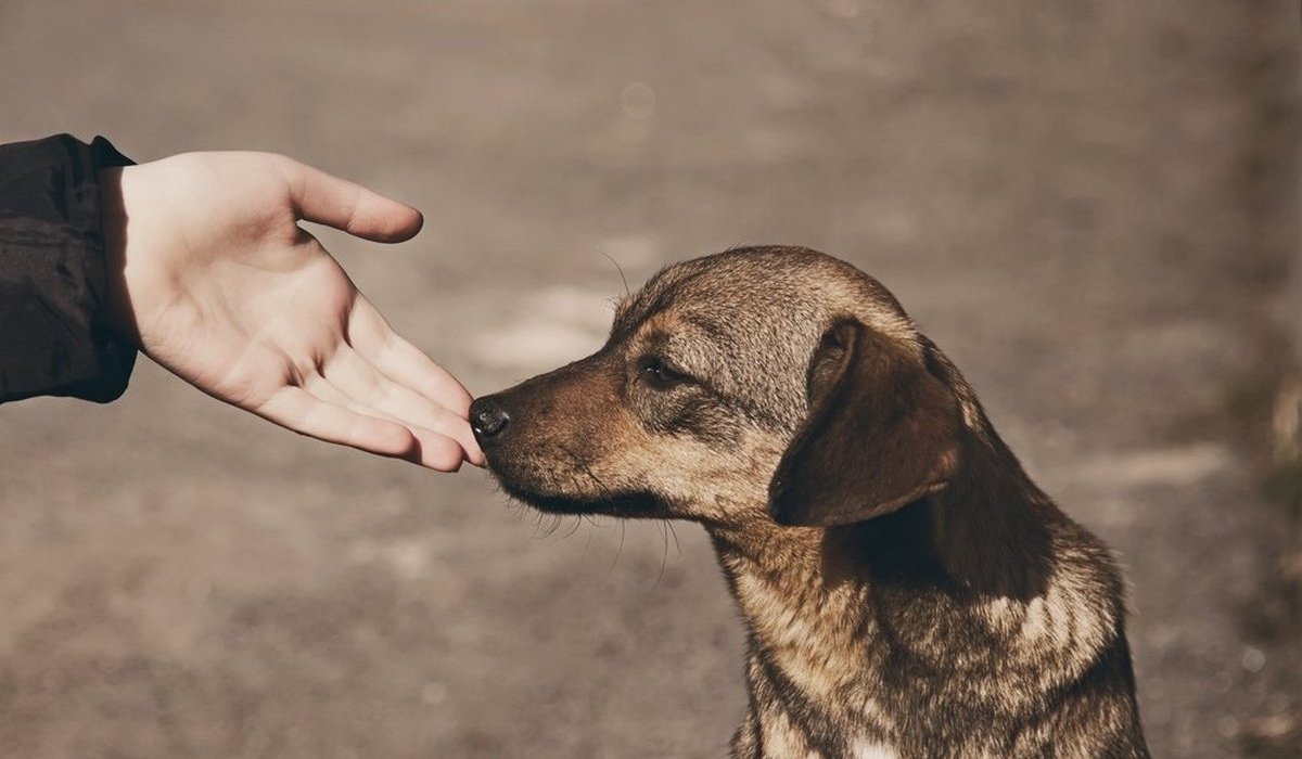 Кто такие бездомные животные