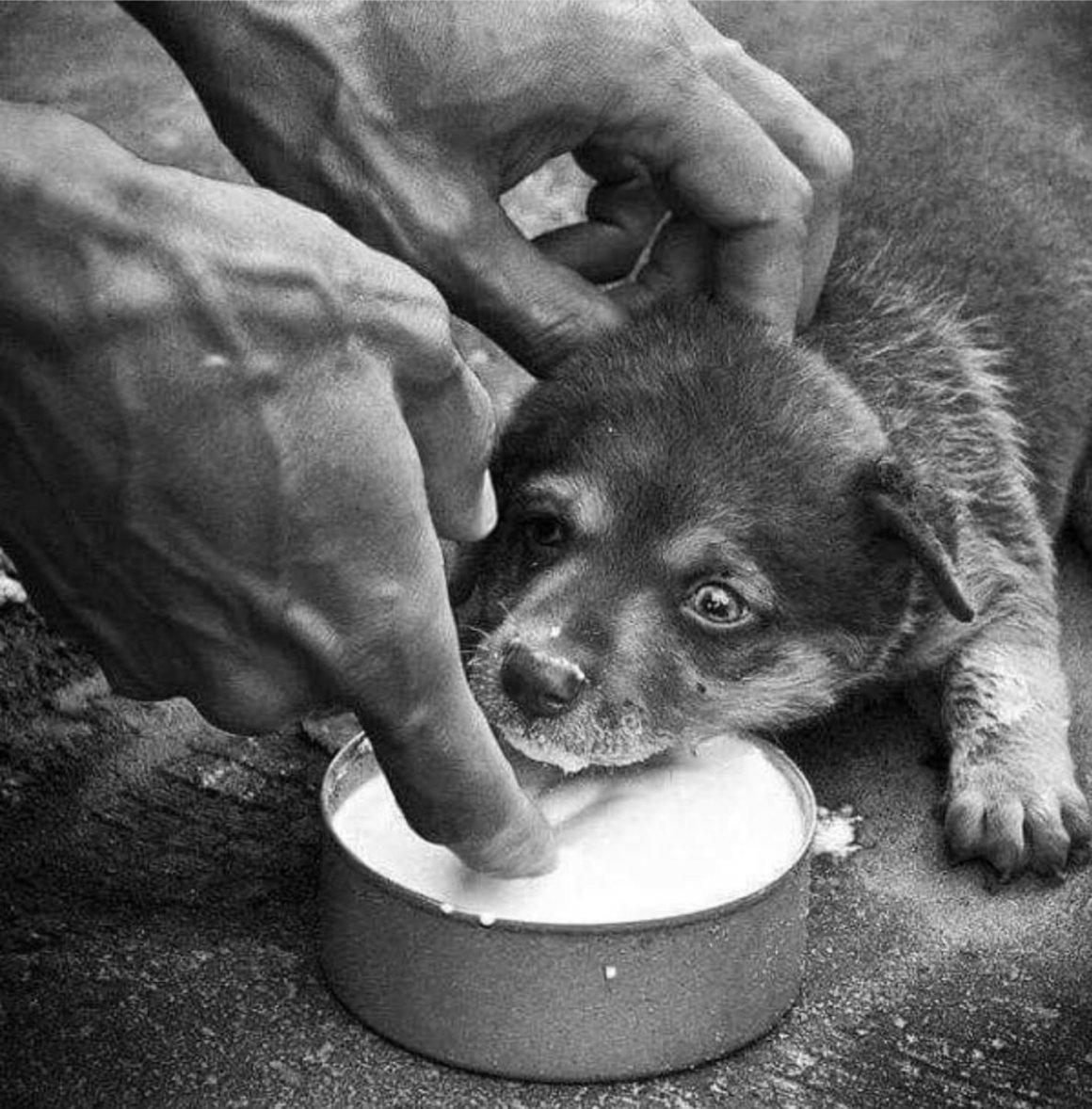 Бездомные животные