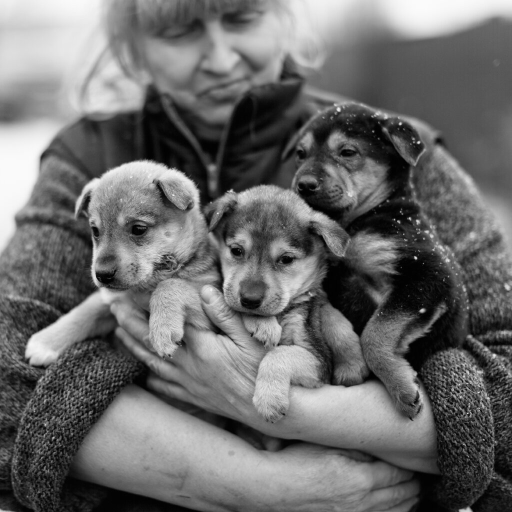 Логотип приюта для животных