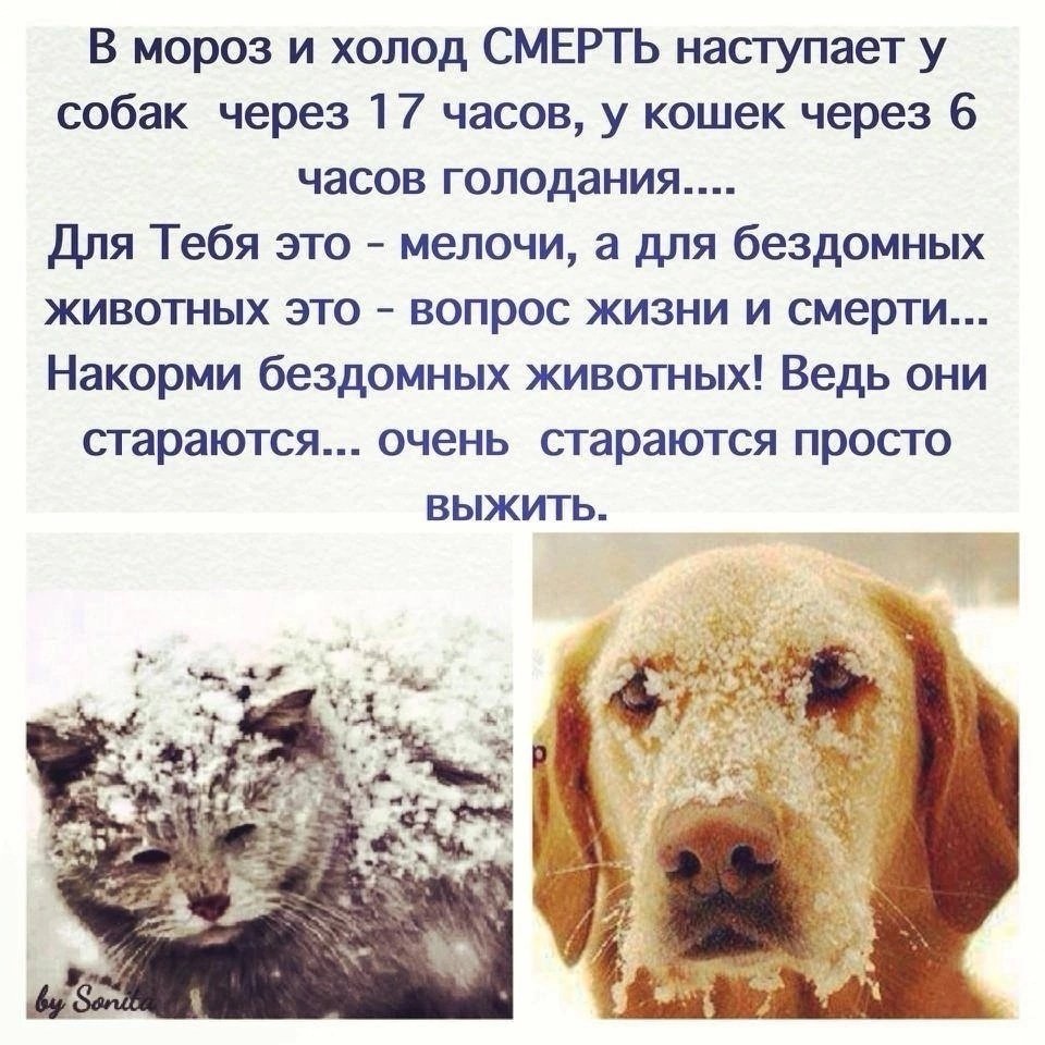 Силуэт кошки и собаки