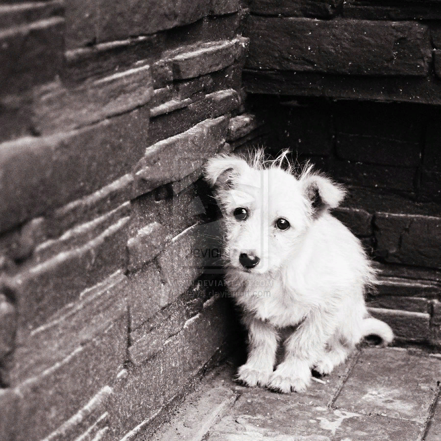 Защита бездомных животных