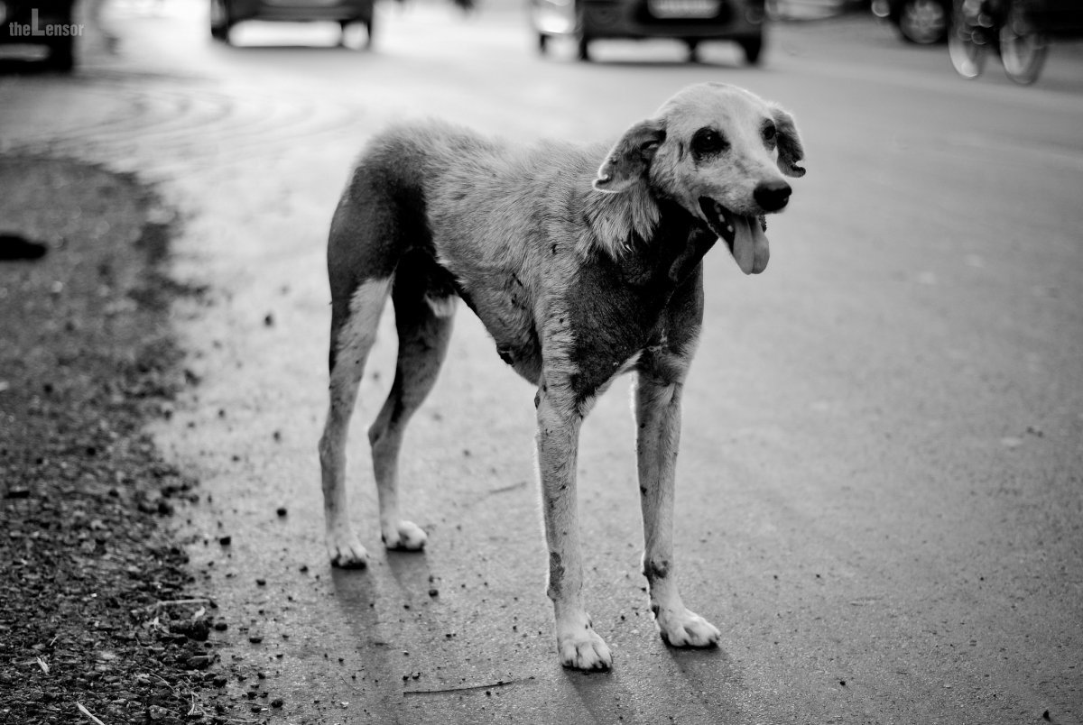 Доброта к животным