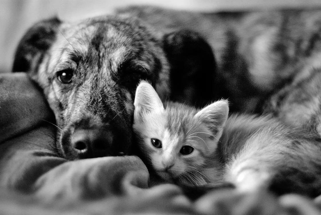 Фразы про бездомных животных