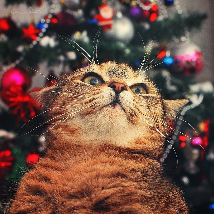 Денежное поздравление на новый год