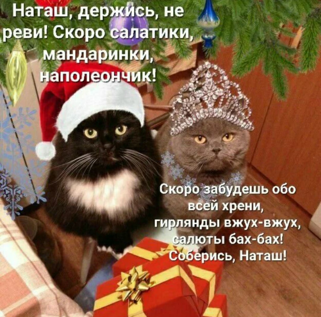 Коты и елки мемы