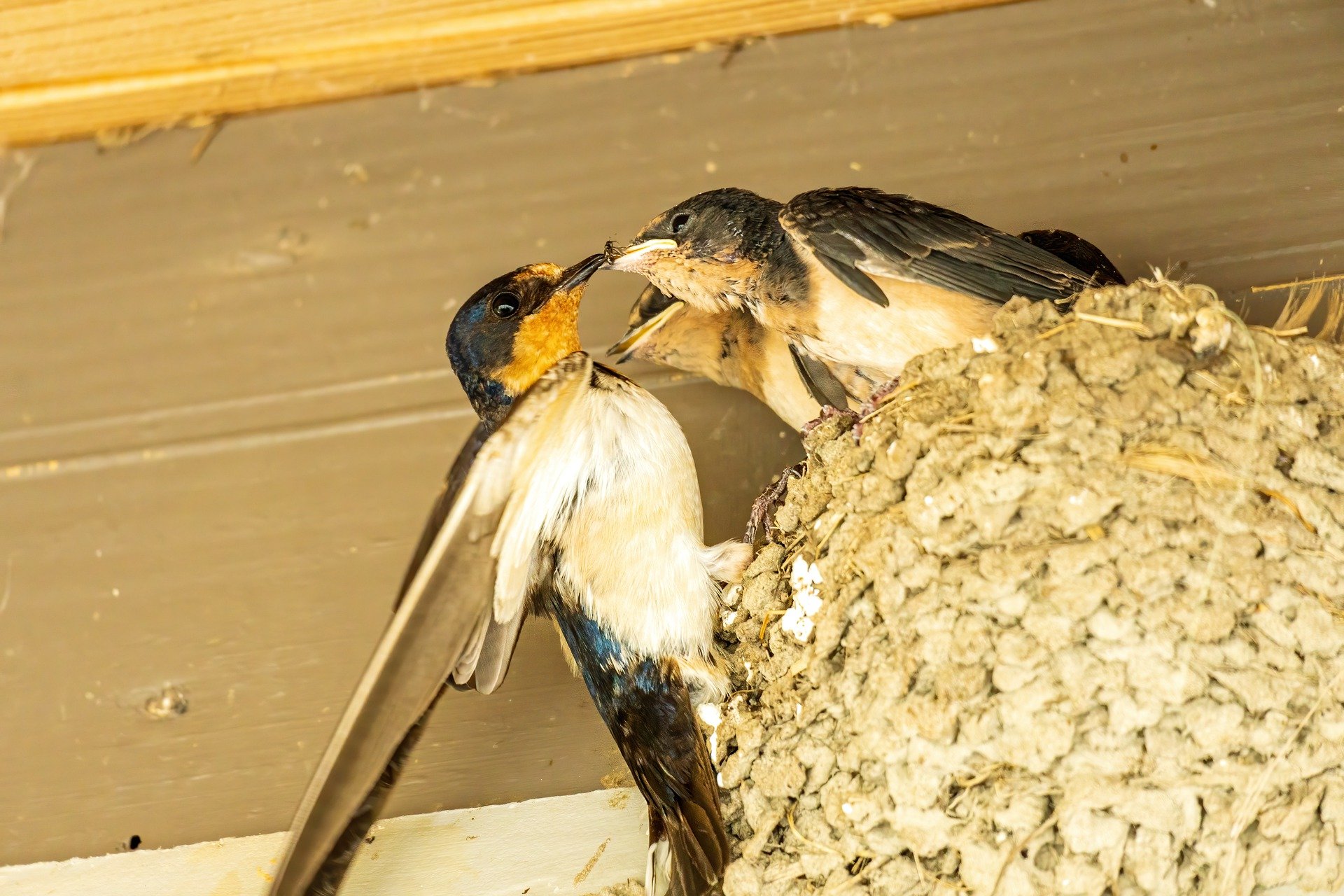 Гнезда птиц под крышей дома. Ласточки свили гнездо. Ласточкино гнездо птицы. Гнездо ласточки под крышей. Гнездо деревенской ласточки.