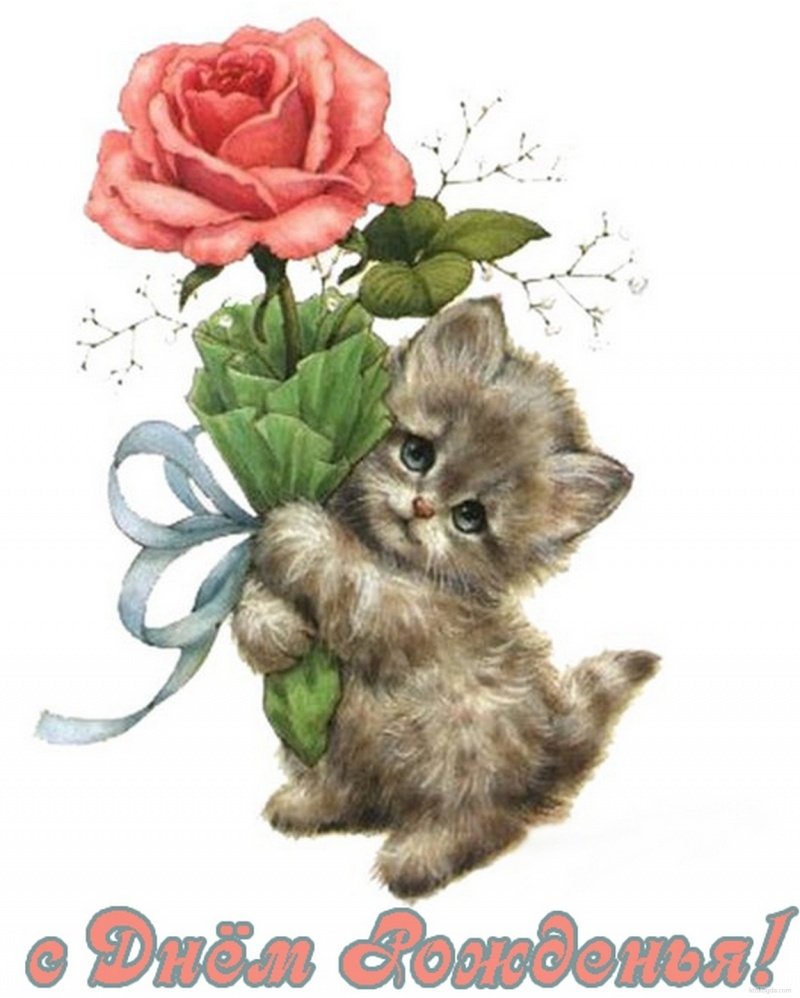 Кот с цветком в лапах