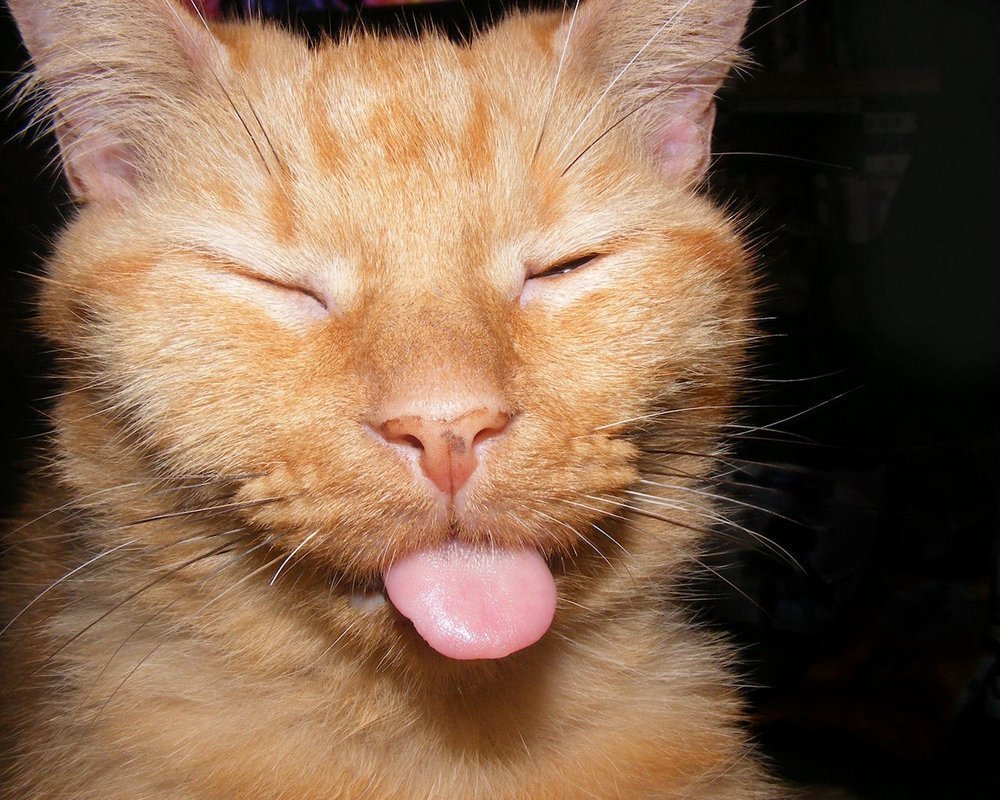 Кот показывает язык