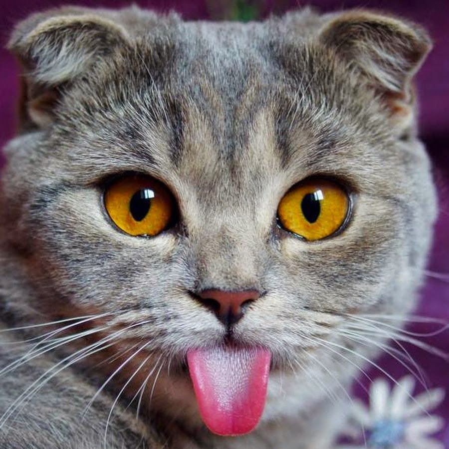 Кошку подразнить