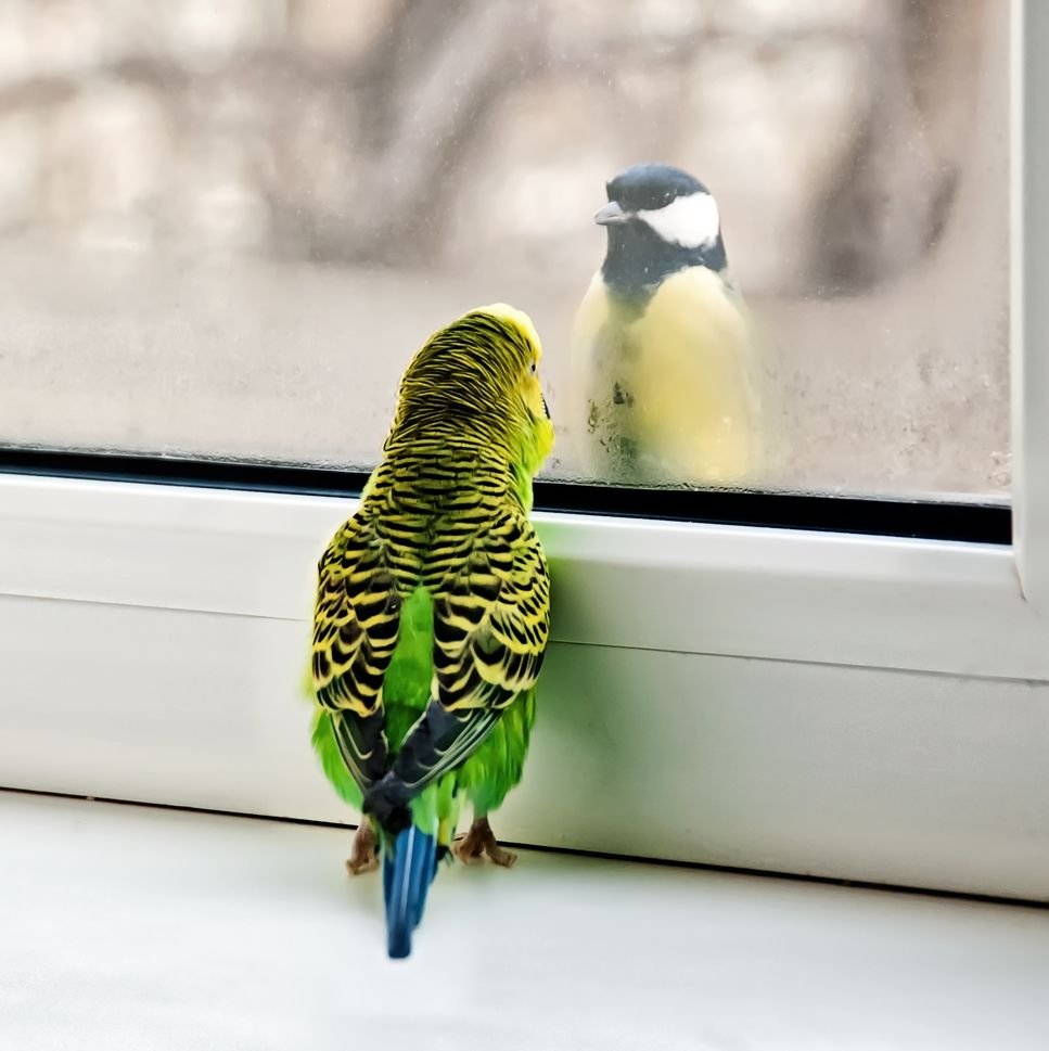 Чириканье волнистых попугайчиков