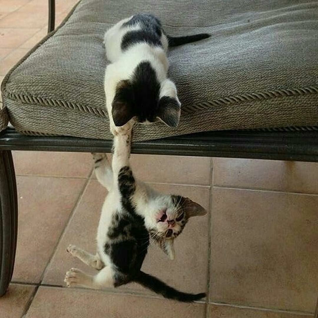 Кот держись друг