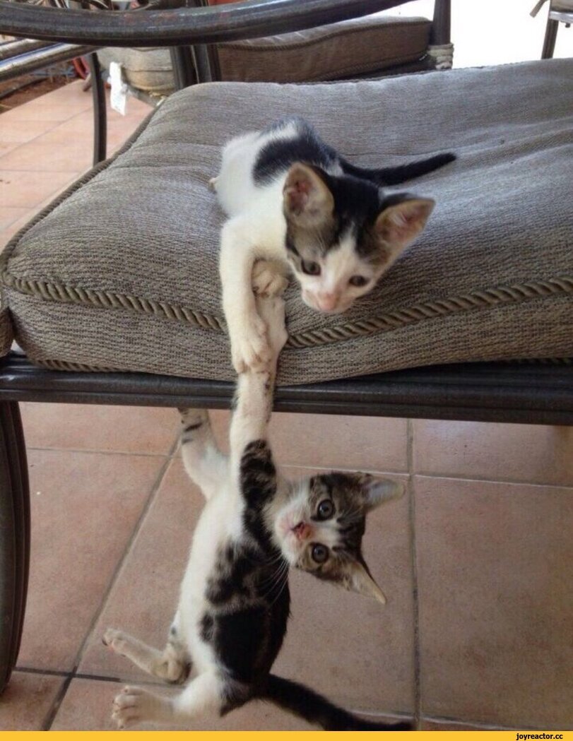 Котик держись