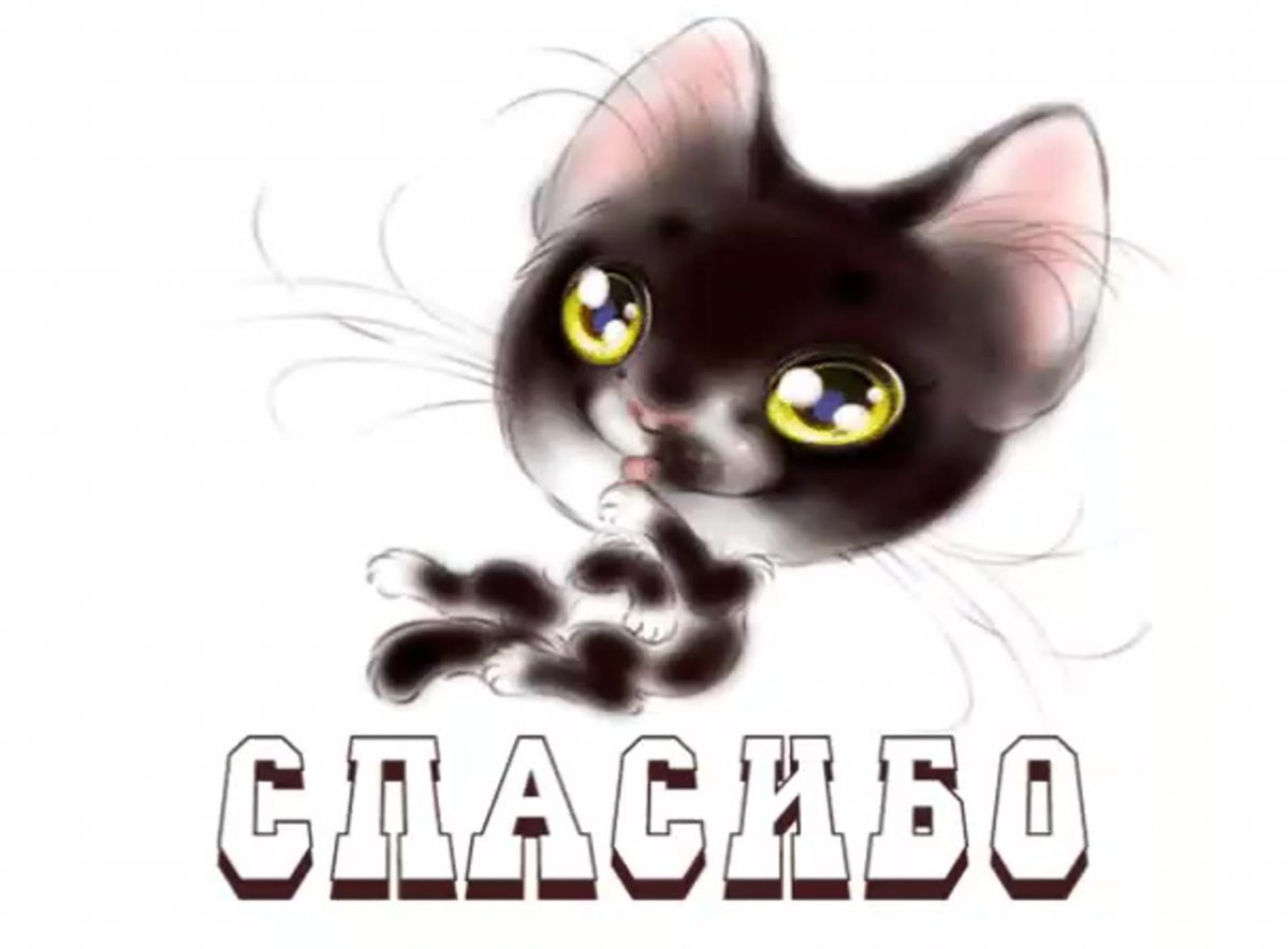 Котик спасибо