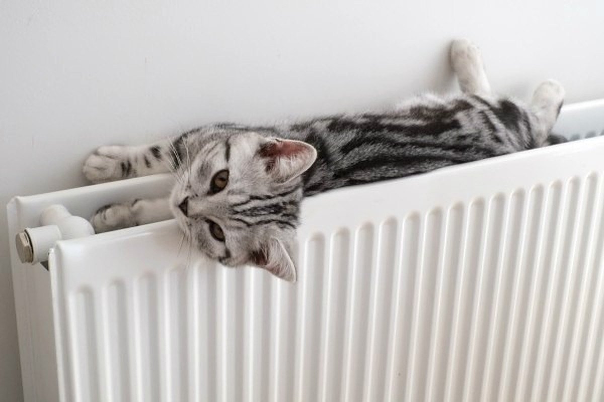 Киска на батарее