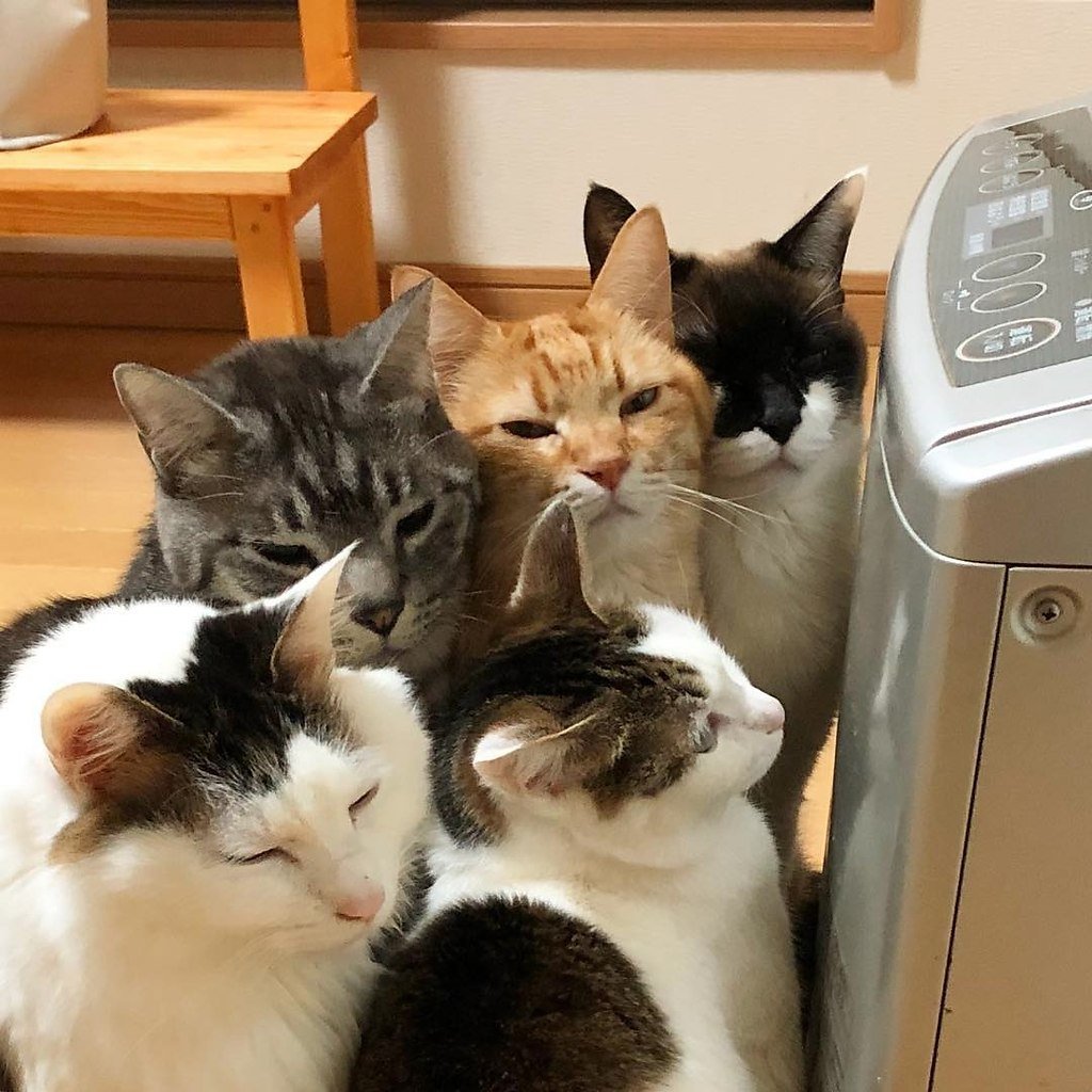 Кошки у обогревателя