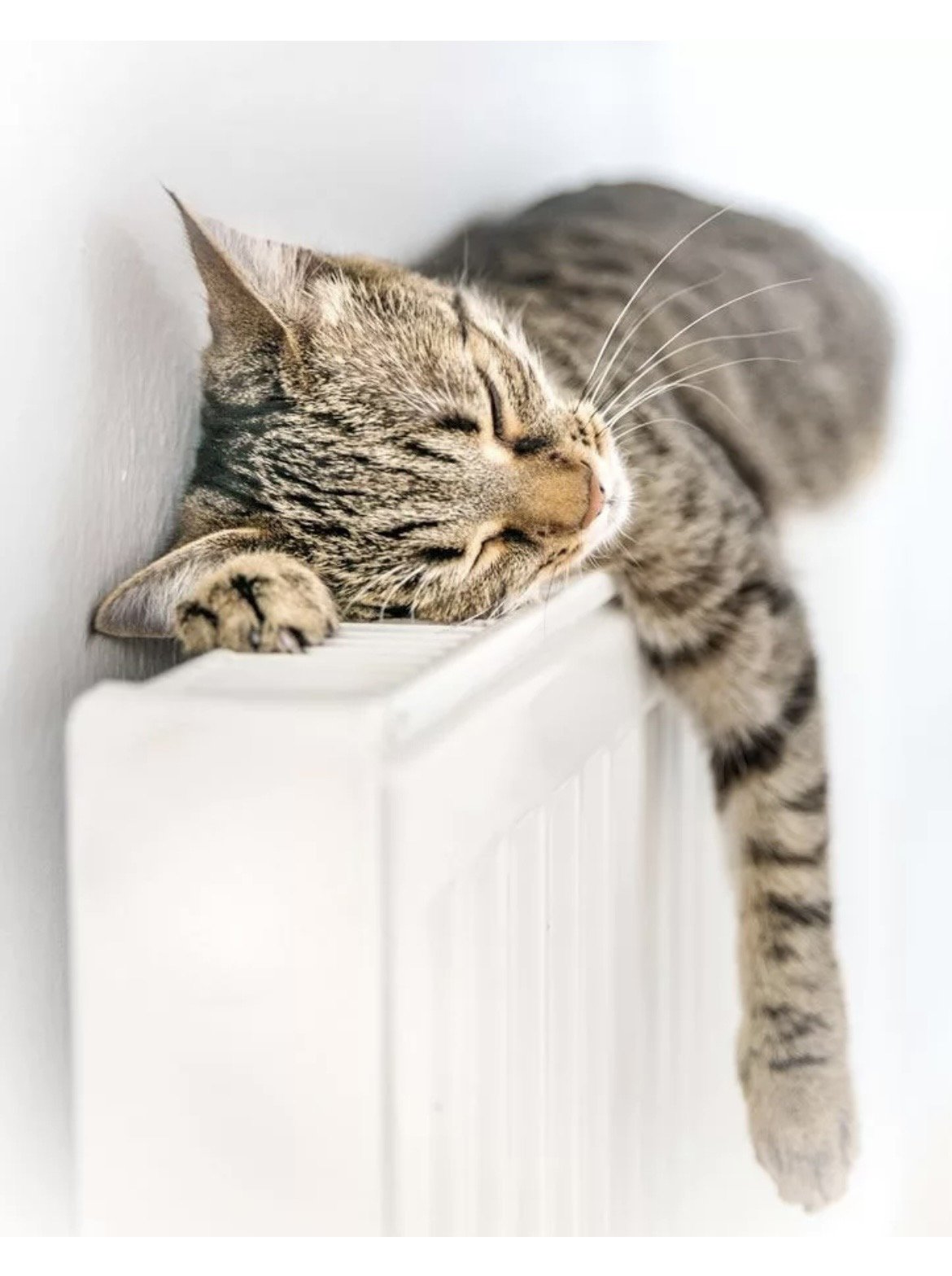 Отопление котик