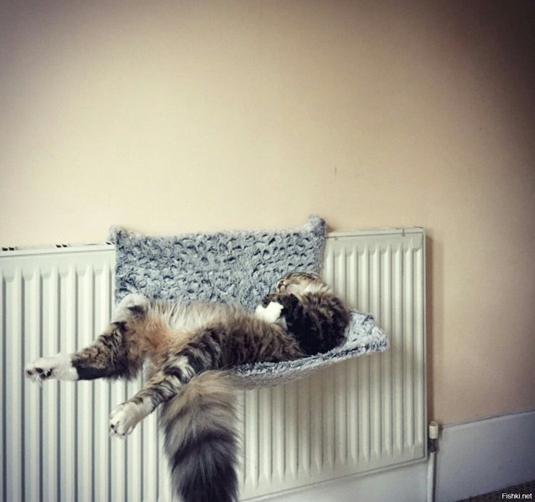 Кошка валяется