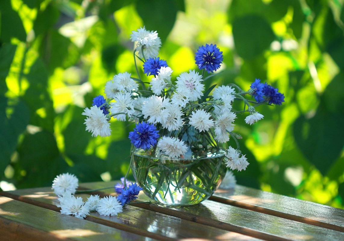 Утро полевые цветы