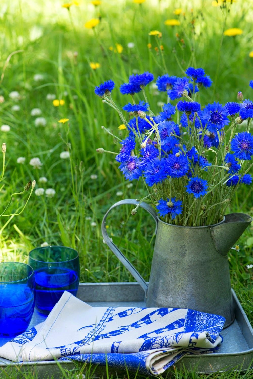 Полевые цветы