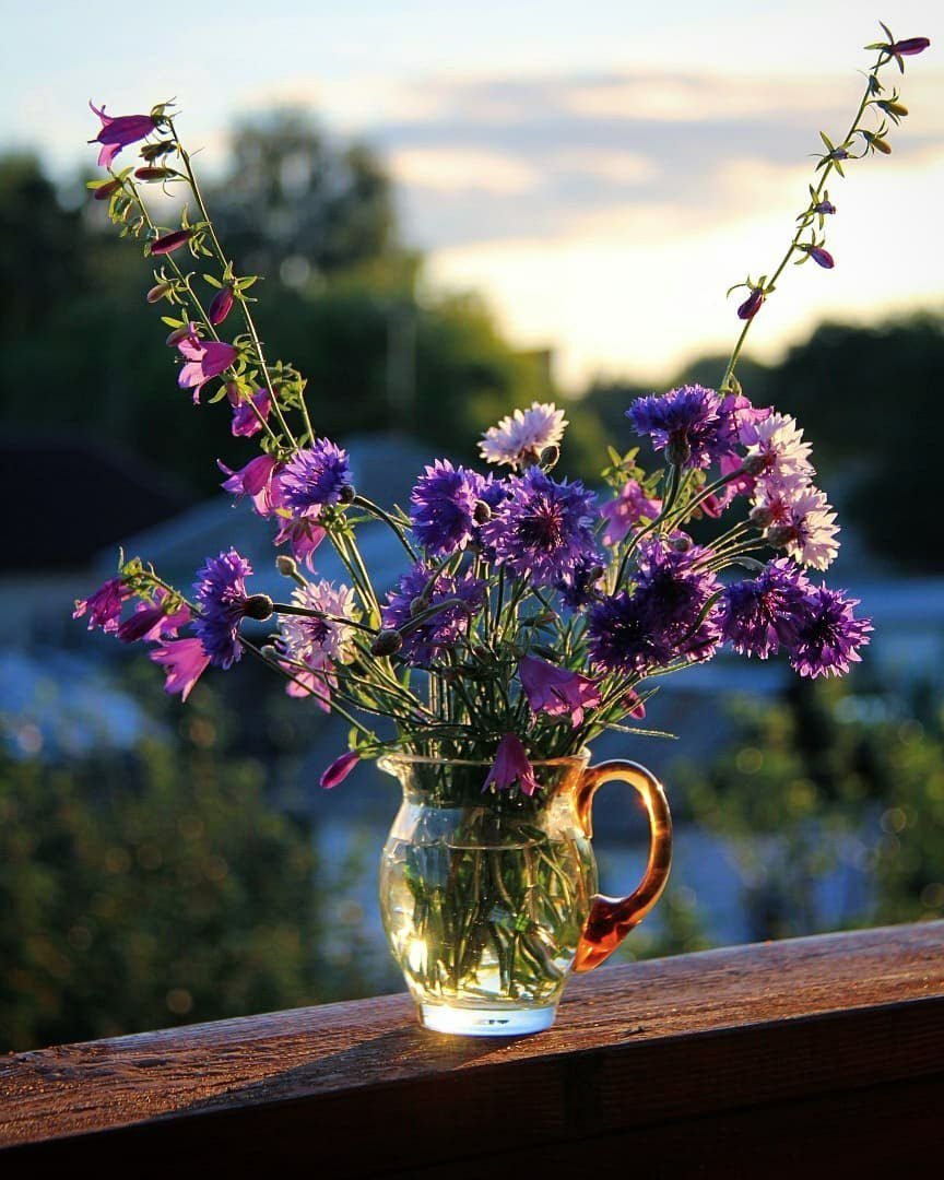 Утренние полевые цветы