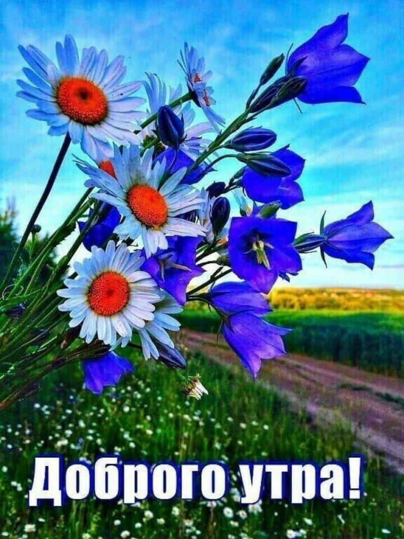 Доброе утро с полевыми цвета