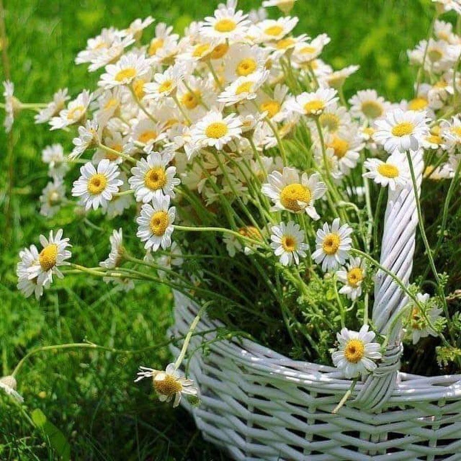 Летний букет с ромашками