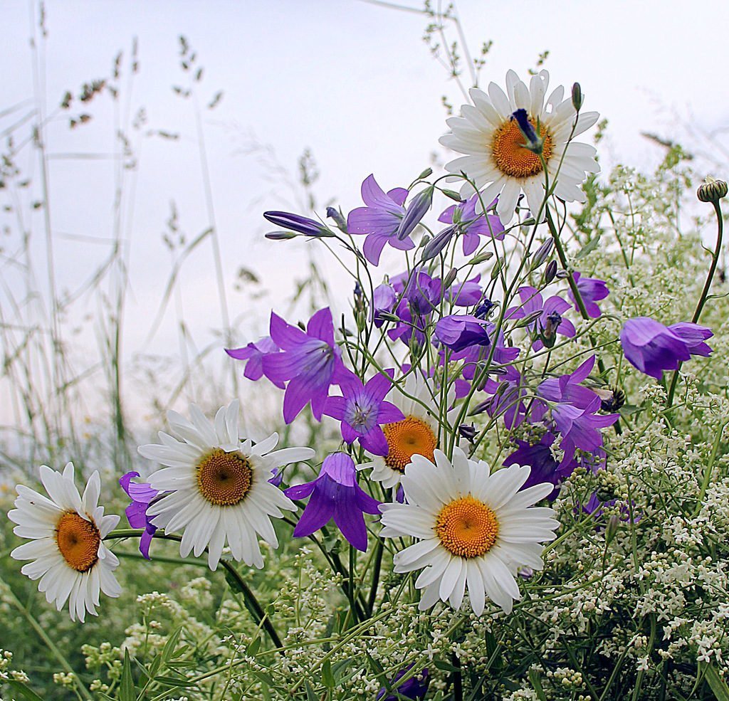 Полевые цветы