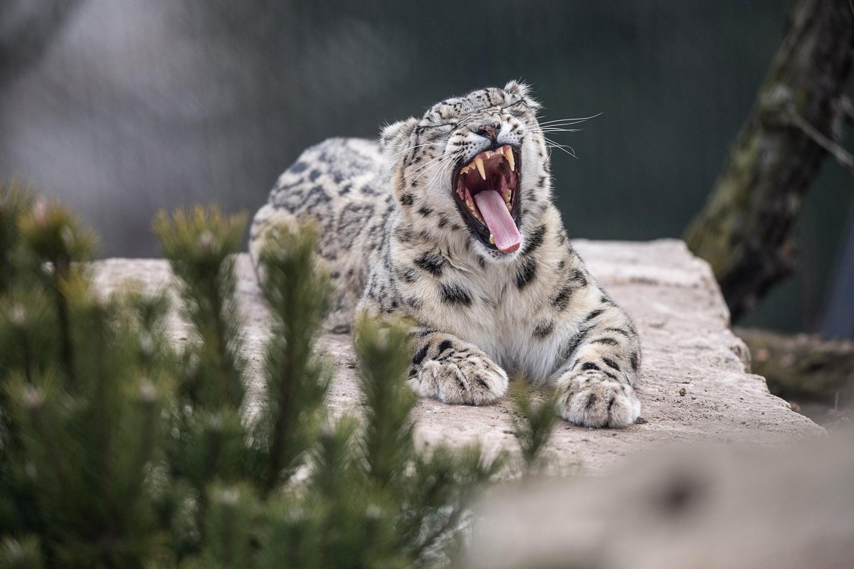 Ирбис снежный Барс Кыргызстан