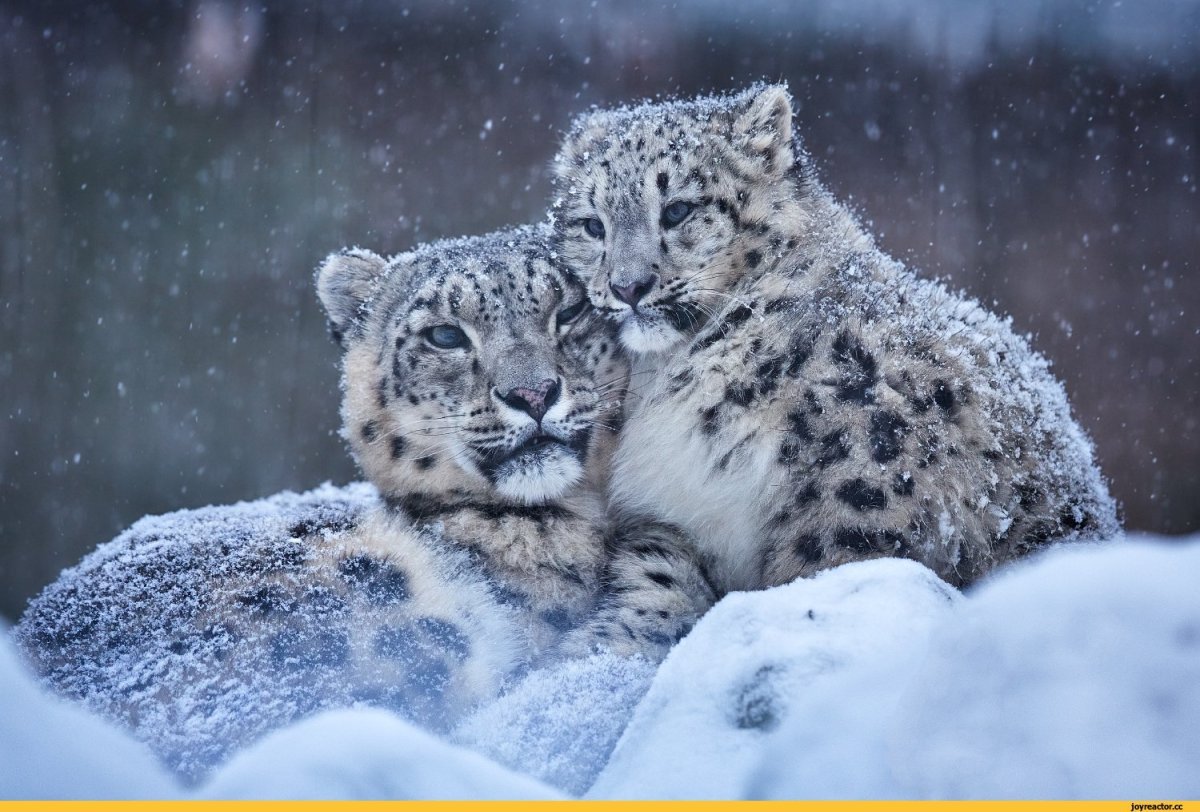 Снежный Барс Ирбис зимой