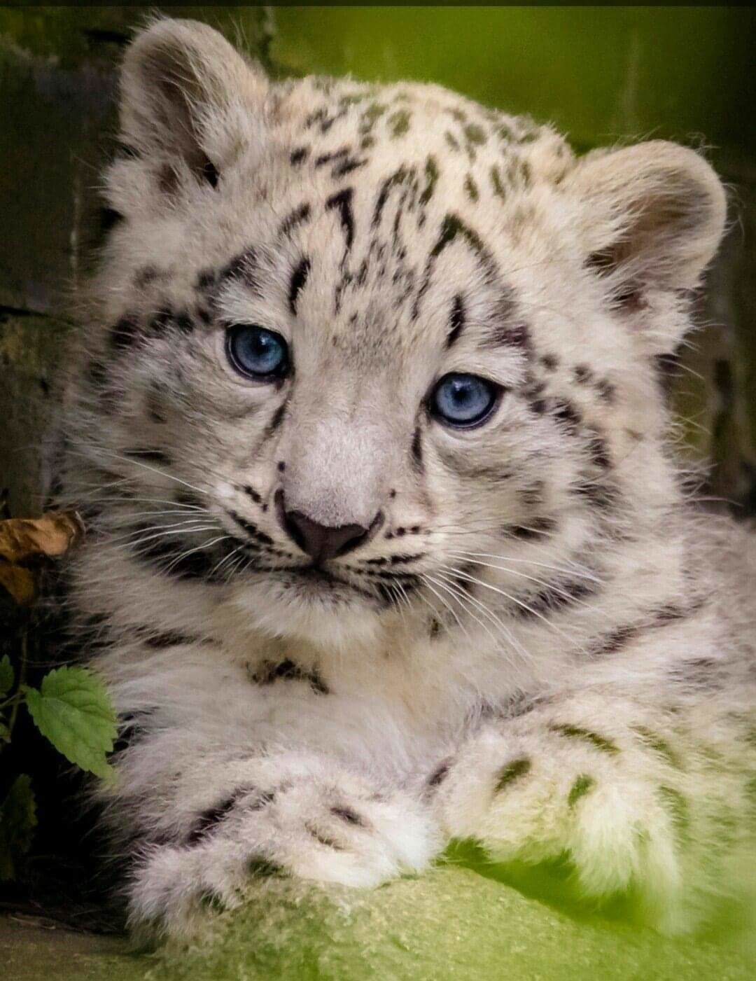 Снежный Барс с барсятами