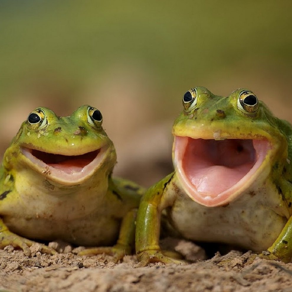 Милые лягушки