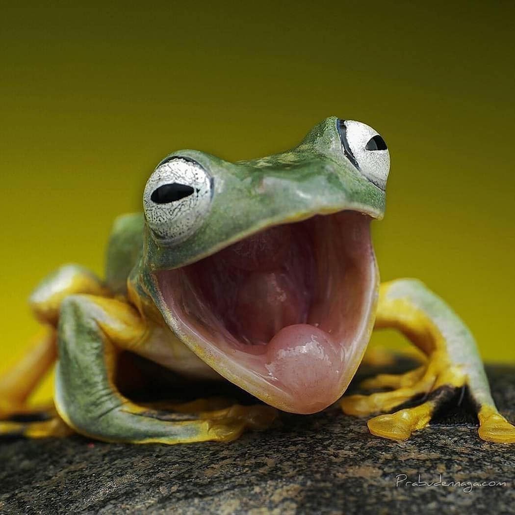 Лягушка с высунутым языком