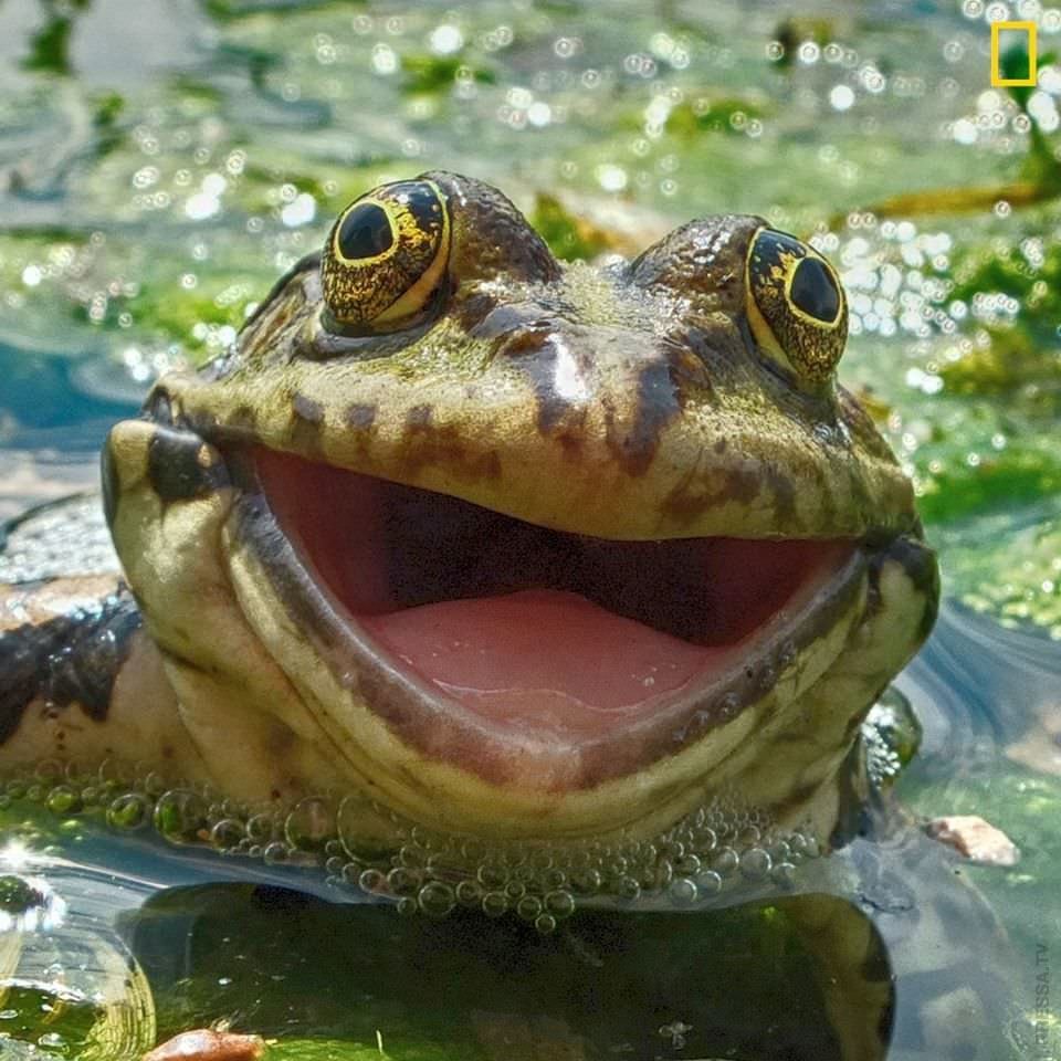 Лягушка Фрогги