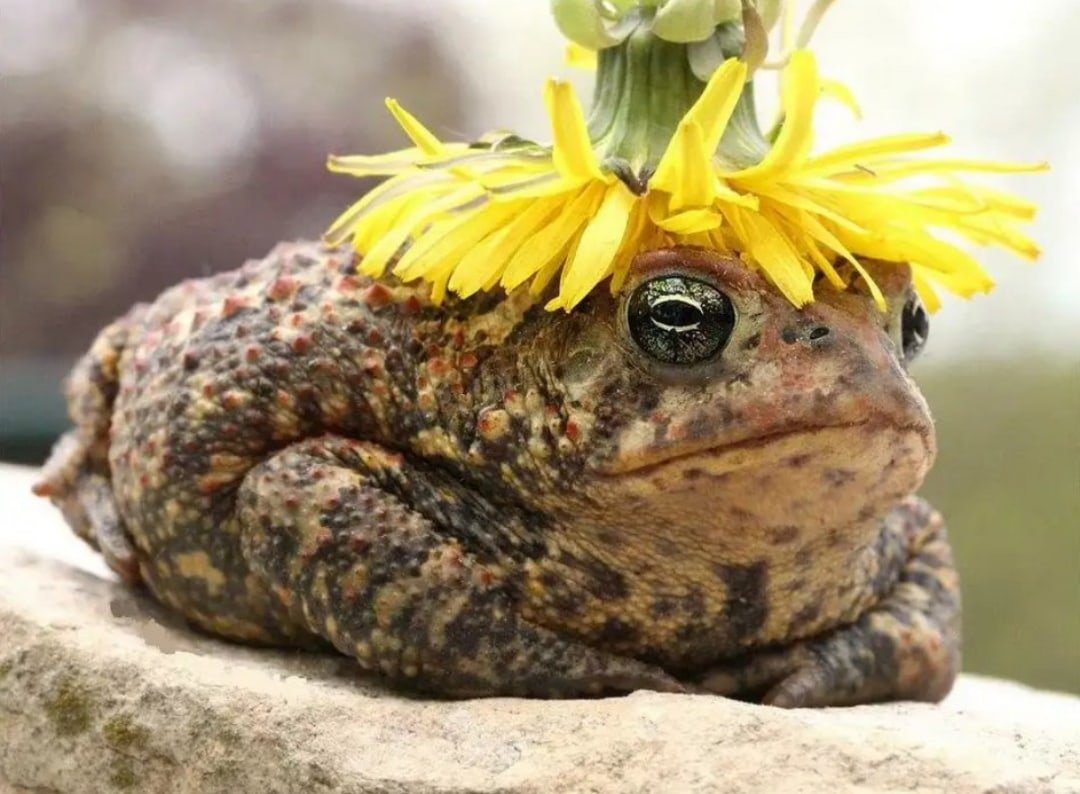 Смешные лягушки