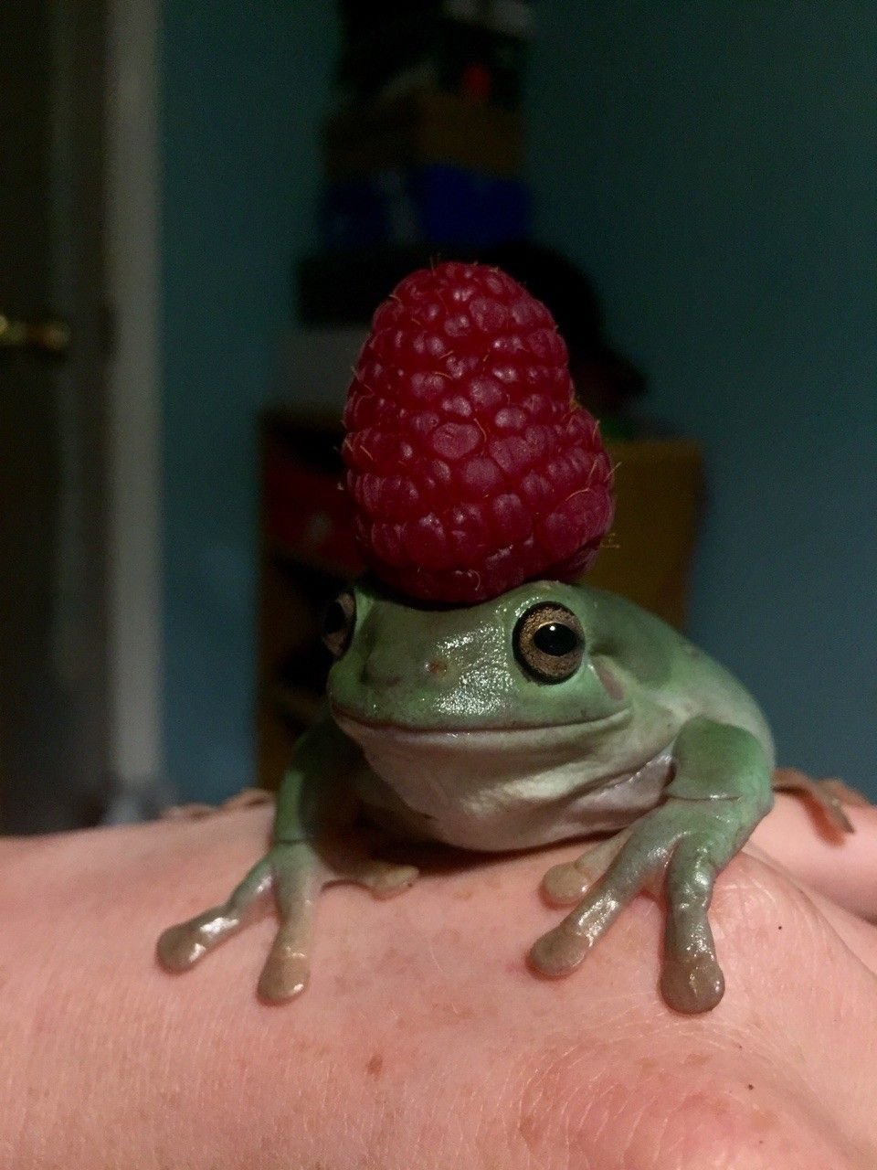 Смешная жаба